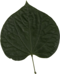 Redbud leaf