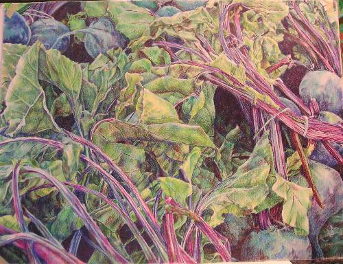 Beets, J. M. Wright, 2004,
      prismacolor pencil on paper, 18 by 24 inches